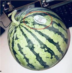 微山吃瓜网红,揭秘网络红人的幕后生活 第1张 微山吃瓜网红,揭秘网络红人的幕后生活 第1张